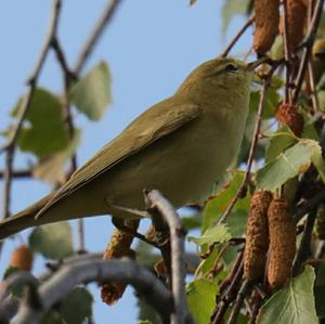 Willow Warbler
