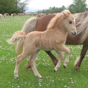 Haflinger