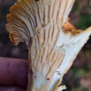 Chanterelle, Common