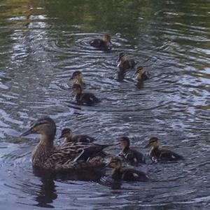 Stockente