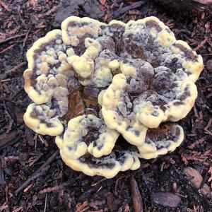 Orangegelber Korkstacheling