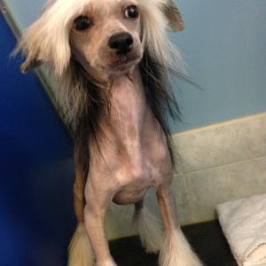 Chinese Crested Dog