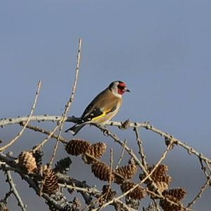 European Goldfinch