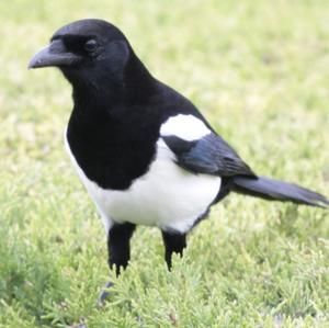 Black-billed Magpie