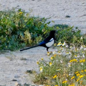 Black-billed Magpie