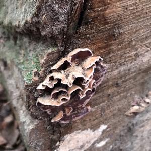 Unknown Species