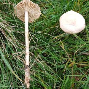 Fairy Ring Mushroom