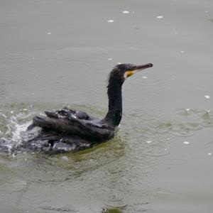 Great Cormorant