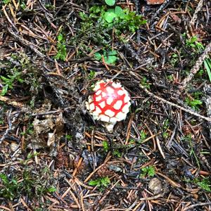 Fly Agaric