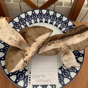 Variegated Bolete