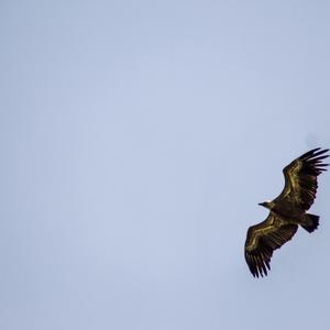 Griffon Vulture