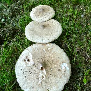 Parasol Mushroom