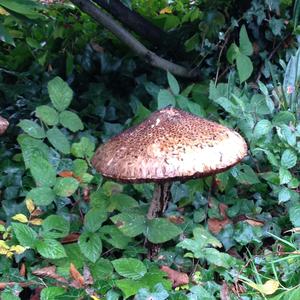 Parasol Mushroom