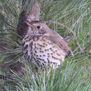 Song Thrush
