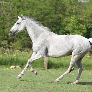 Andalusian Horse