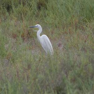 Little Egret