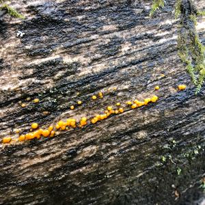 Zerfliessende Gallertträne