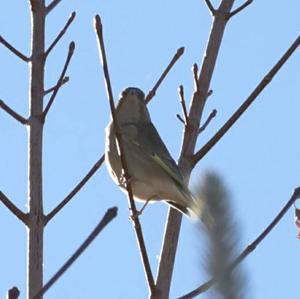 European Greenfinch