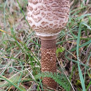 Parasol Mushroom