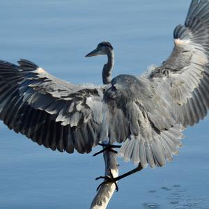Great Blue Heron