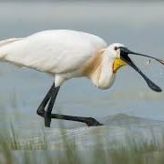 Eurasian Spoonbill