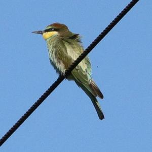 European Bee-eater