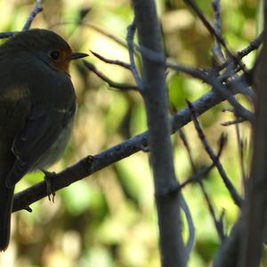 European Robin