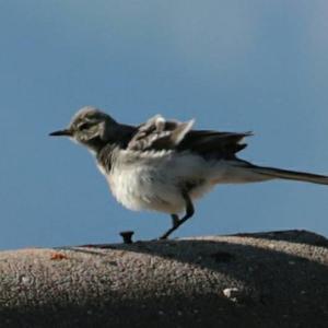 White Wagtail