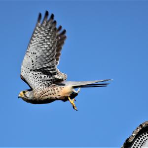 Common Kestrel