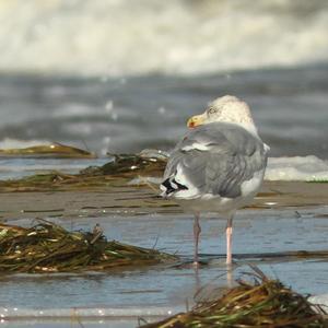 Herring Gull
