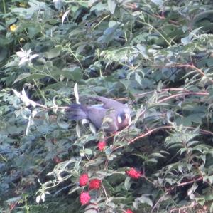 Common Wood-pigeon