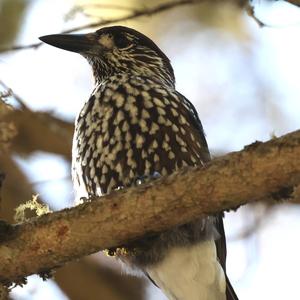 Spotted Nutcracker