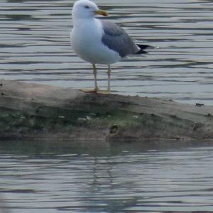 Yellow-legged Gull