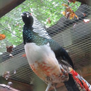 Lady Amherst's Pheasant