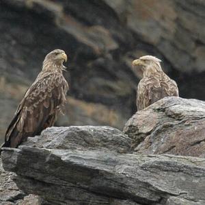 White-tailed Eagle
