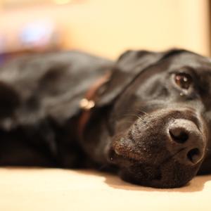 Retriever (Labrador)