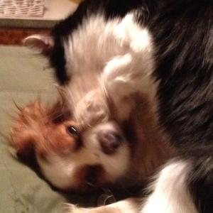 Cavalier King Charles Spaniel