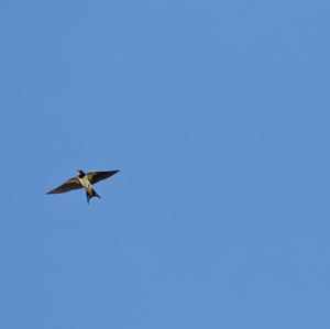 Unknown Species