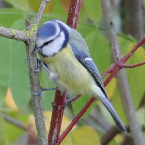 Blue Tit