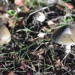 Grüner Knollenblätterpilz