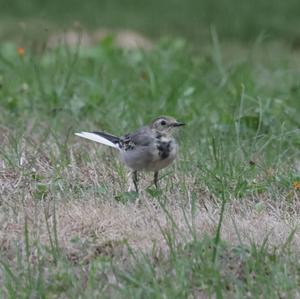 White Wagtail