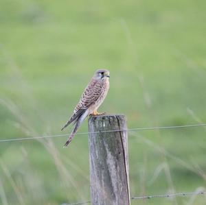 Turmfalke