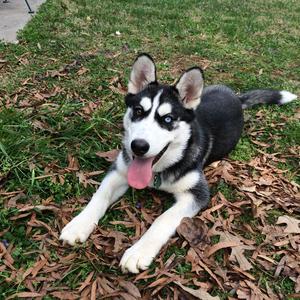 Siberian Husky
