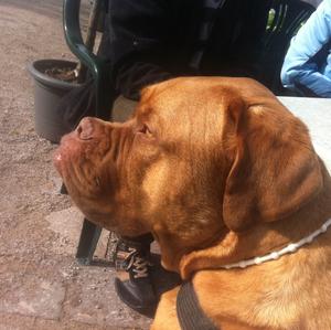 Dogue de Bordeaux