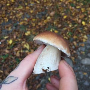 King Bolete