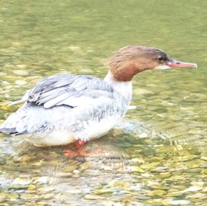 Common Merganser