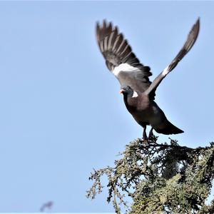 Common Wood-pigeon