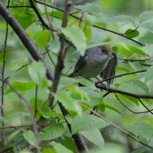 Blackcap