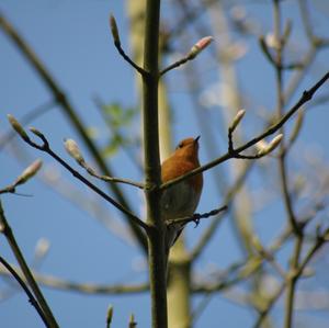 European Robin