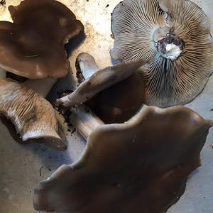 Unknown Species